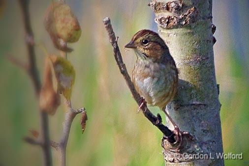 Swamp Sparrow_51188.jpg - Swamp Sparrow (Melospiza georgiana) photographed near Lindsay, Ontario, Canada.